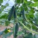 ЕС 22020 F1 (ES 22020 F1) семена огурца раннего партенокарп. раннего 12-14 см (Ergon seeds)