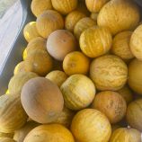 Приднестровская семена дыни (Элитный ряд)