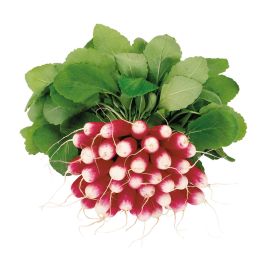 Трето F1 семена редиса с БК цилиндр. (Syngenta)