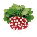 Трето F1 семена редиса с БК цилиндр. (Syngenta)