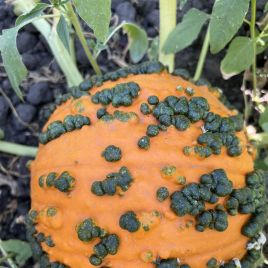 Ворти Гоблин F1 семена тыквы средней 95-105 дн. 4-6 кг оранж. (Clause)