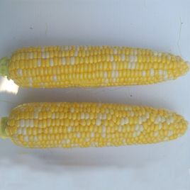 Кейт F1 насіння кукурудзи суперсолодкої Sh2 середньої 76-77 дн. 16-18 р. біколор (Clause)