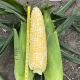 Кейт F1 насіння кукурудзи суперсолодкої Sh2 середньої 76-77 дн. 16-18 р. біколор (Clause)