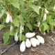 Юкі F1 насіння баклажана тип Алмаз раннього 90-95 дн до 400гр 17 см білого (Елітний ряд)