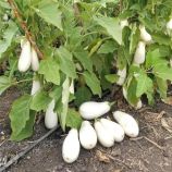 Юки F1 семена баклажана тип Бибо раннего 90-95 дн. до 400 гр. 17 см белого (Элитный ряд)