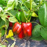 ПБРС 20336 F1 (PBRS 20336 F1) насіння перцю солодкого тип Блочний раннього 67-75 дн. куб. 240-280 гр. 11х10см 7-10мм зел./червон