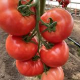 Томат Наргиза F1 