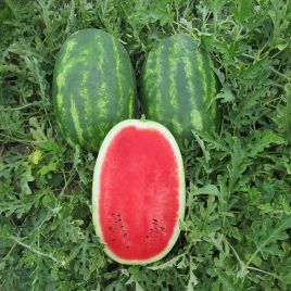 Ромина F1 семена арбуза среднесп. 12-14 кг (Cora Seeds)