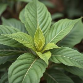 Гавана семена табака курительного (GL Seeds)