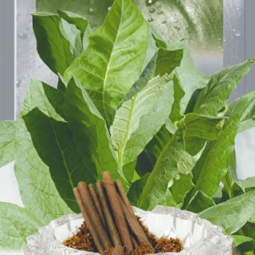 Дюбек насіння тютюну курильного (GL Seeds)