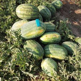 Кавун Монро (INX 1723) F1