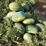 Арбуз Монро (INX 1723) F1