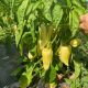 Бравия F1 (Bravia) семена перца сладкого тип Венгерский ультраран. 47-50 дн.140-160 гр. 6-7 мм бел. (Rijk Zwaan)