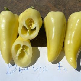 Бравия F1 (Bravia) насіння перцю солодкого тип Угорський ультраран. 47-50 дн.140-160 гр. 6-7 мм біл. (Rijk Zwaan)