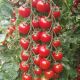 Череза F1 семена томата индет. черри окр. 20-22г красный (Clause) НЕТ ТОВАРА