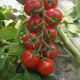 Череза F1 семена томата индет. черри окр. 20-22г красный (Clause) НЕТ ТОВАРА