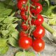 Череза F1 насіння помідора черрі індетерм. 20-22г червоний (Clause)