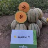 Диня Массімо F1 (Масімо F1) 