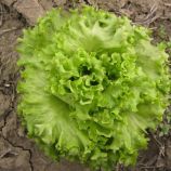 Салат Гентилина