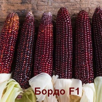 Кукурудза цукрова Бордо (Український біколор) F1