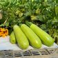 Инесса F1 семена кабачка 300-400 гр. 17-18 см светло-зеленого (Enza Zaden)