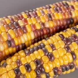 Украинский Биколор F1 семена кукурузы суперсладкой Sh2 средней 76-78 дн. 23 см биколор (Мнагор)