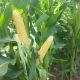 Зеатон F1 насіння кукурудзи суперсолодкої Sh2 середньостиглої 70-80 дн 23 см 16-18 р (ZKI)