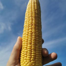 Зеатон F1 семена кукурузы суперсладкой Sh2 среднеспелой 70-80 дн. 23 см 16-18 р. (ZKI)