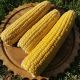 Зеатон F1 семена кукурузы суперсладкой Sh2 среднеспелой 70-80 дн. 23 см 16-18 р. (ZKI)