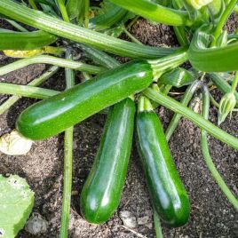 Кефрен F1 (Kefren F1) семена цуккини раннего 30-40 дн. 350-400 гр. темно-зеленого (Rijk Zwaan)