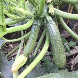 Селиена F1 семена кабачка раннего 40-42 дн. темно-зеленого (Syngenta)