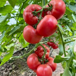 Естет F1 насіння томату напівдет. ультрараннього 48-50 дн. окр.-припл. 200-230 гр. рожев. (Syngenta)