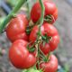 Розонет F1 насіння томату напівдет. ультрараннього 50-55 дн. окр.-припл. 180-200 гр. рожев. (Syngenta)