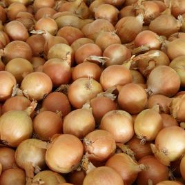 Промоушн F1 семена лука репчатого тип тип Райнсбургер/Американский среднераннего желтого (Syngenta)