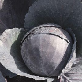 Омеро F1 насіння капусти червоноголової середньої 78-80 дн. 2,0 кг окр. (Bejo)