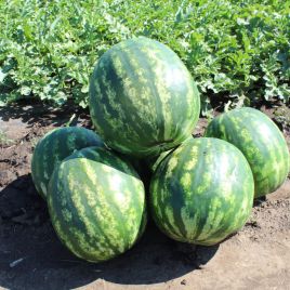 Роман F1 семена арбуза тип кр.св. раннего 72-74 дн. 5-8 кг окр. (Syngenta)