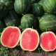 Роман F1 насіння кавуна тип кр.св. раннього 72-74 дн. 5-8 кг окр. (Syngenta)