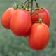 Брікстон F1 насіння томату дет. середньораннього 75-80 дн. кубов. з носик. 90-100 гр. червоний (Syngenta)