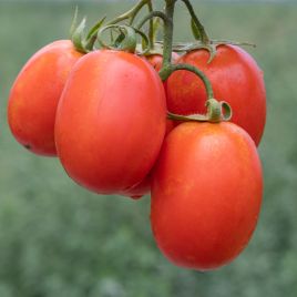 Брікстон F1 насіння томату дет. середньораннього 75-80 дн. кубов. з носик. 90-100 гр. червоний (Syngenta)