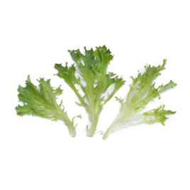 Чепмен (Chapman) насіння салату бебі-ліф листяний зелен. (Rijk Zwaan)