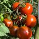 Томат Брунито F1 