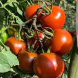 Томат Бруніто F1 