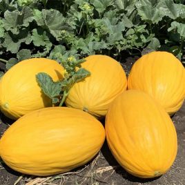 Вифак F1 (Wifak F1) семена дыни тип Амарило средней 65-70 дн. 3,0-3,5 кг овал. (Seminis)