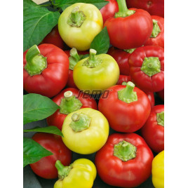 Илика семена перца горького тип Ротунда раннего 60-70 дн. 60-80 гр. 5 см 6 мм крем./красн. (Semo)