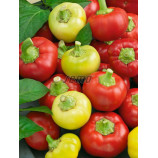 Іліка насіння гіркого перцю тип Ротунда раннього 60-70 дн. 60-80 гр. 5 см 6 мм крем./червоний. (Semo)