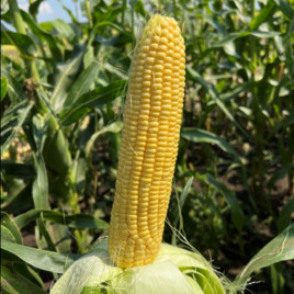 Камук F1 семена кукурузы суперсладкой Sh2 средней 79-82 дн. 22-23 см 18-20 р. (Clause)