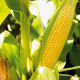 Камук F1 насіння кукурудзи суперсолодкої Sh2 середньої 79-82 дн. 22-23 см 18-20 р. (Clause)