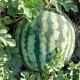 Флоріда F1 насіння кавуна тип кр.св. середньораннього 68-72 дн. 10-12 кг окр. (LibraSeeds)