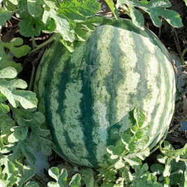 Флорида F1 семена арбуза тип кр.св. среднераннего 68-72 дн. 10-12 кг окр. (LibraSeeds)