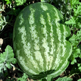 Квантум F1 насіння кавуна тип кр.св. середньораннього 70-75 дн. 13-16 кг овал. (LibraSeeds)